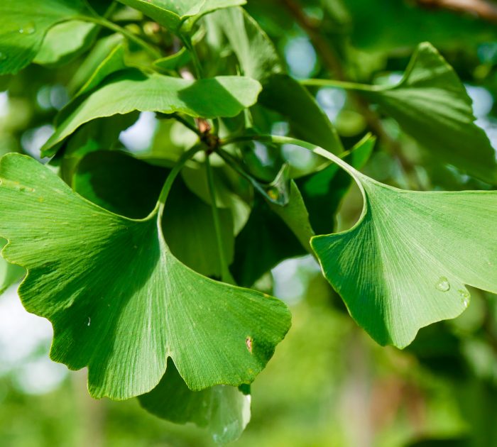 Ginkgo biloba-leafs